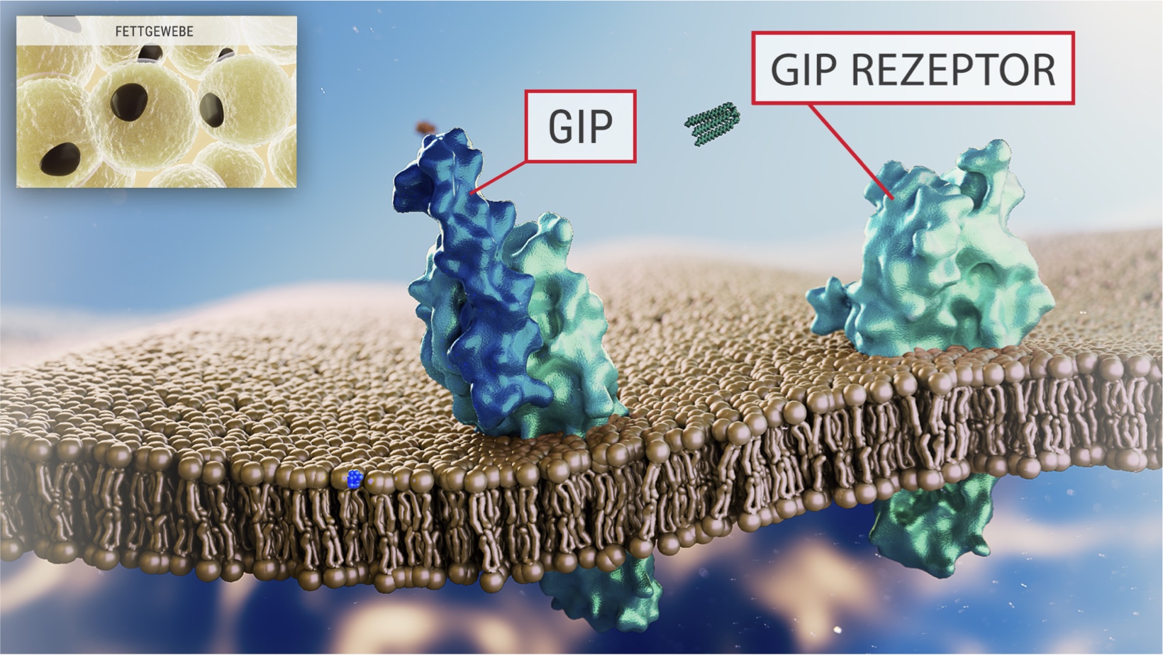 GIP Adipose Rezeptoren