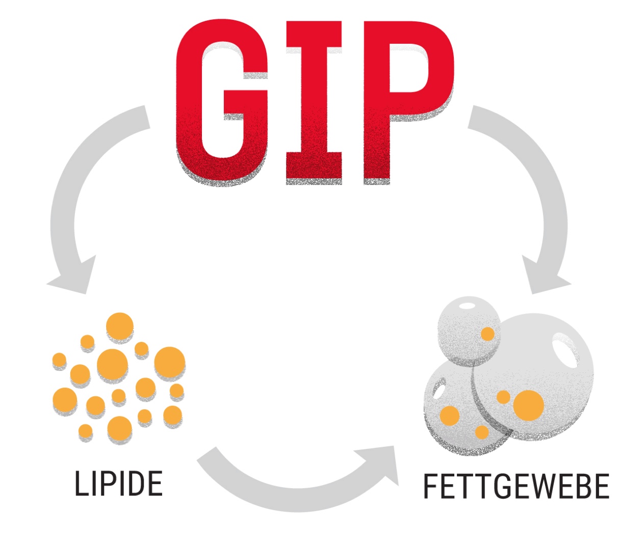 GIP Regulation von Lipid- und Adiposegewebe