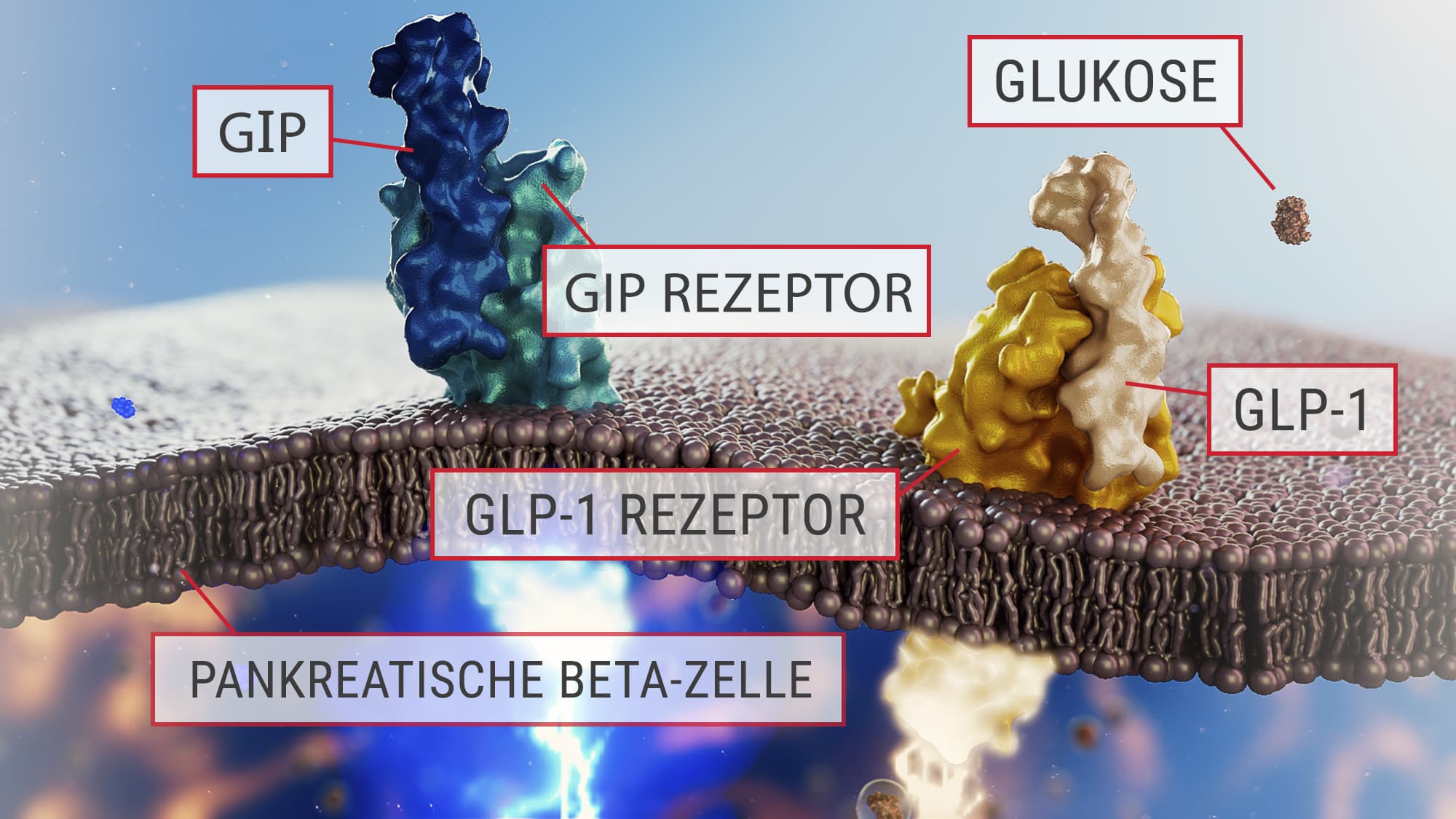 GIP, GLP, Beta-Zelle und Rezeptoren